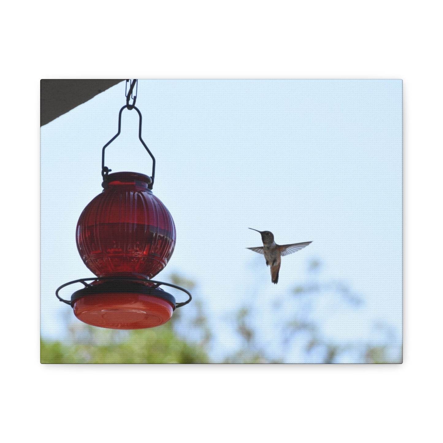 Hummingbird & Red Feeder Matte Canvas Wall Art
