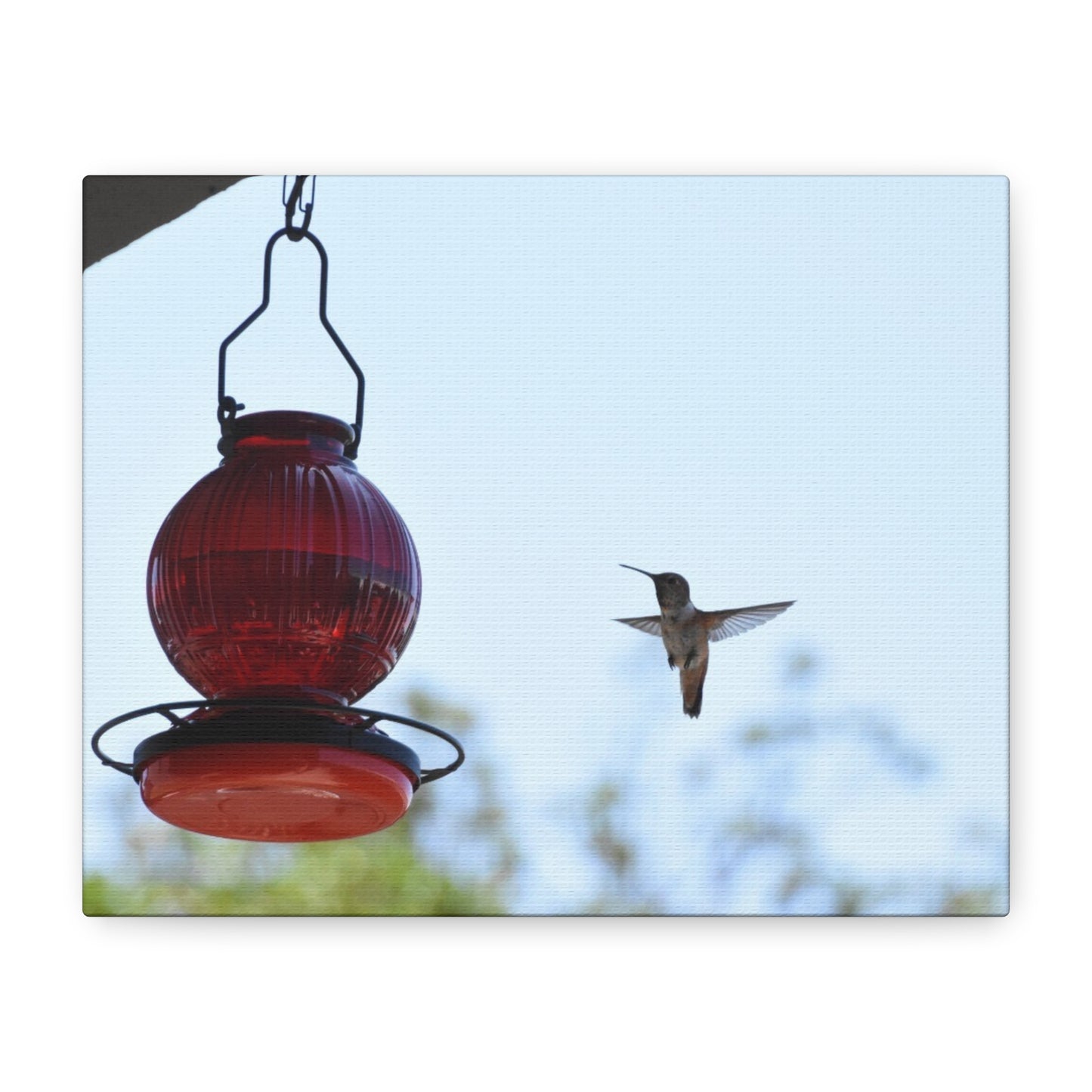 Hummingbird & Red Feeder Matte Canvas Wall Art