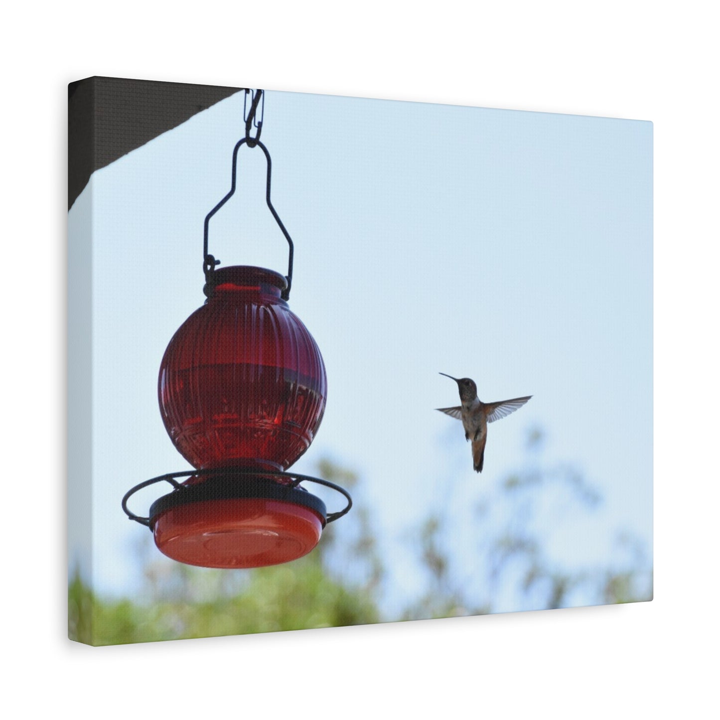 Hummingbird & Red Feeder Matte Canvas Wall Art