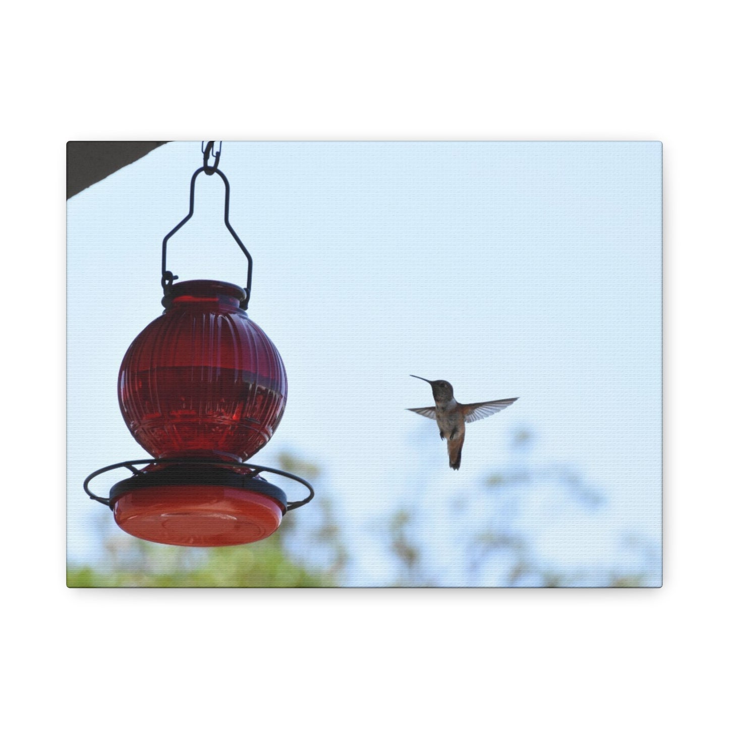 Hummingbird & Red Feeder Matte Canvas Wall Art