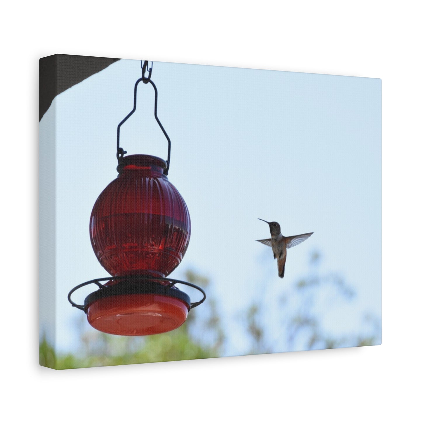 Hummingbird & Red Feeder Matte Canvas Wall Art