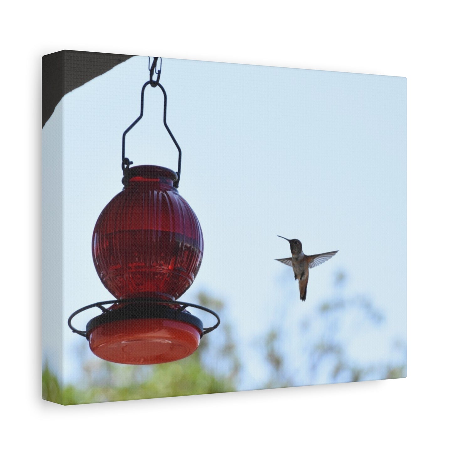 Hummingbird & Red Feeder Matte Canvas Wall Art