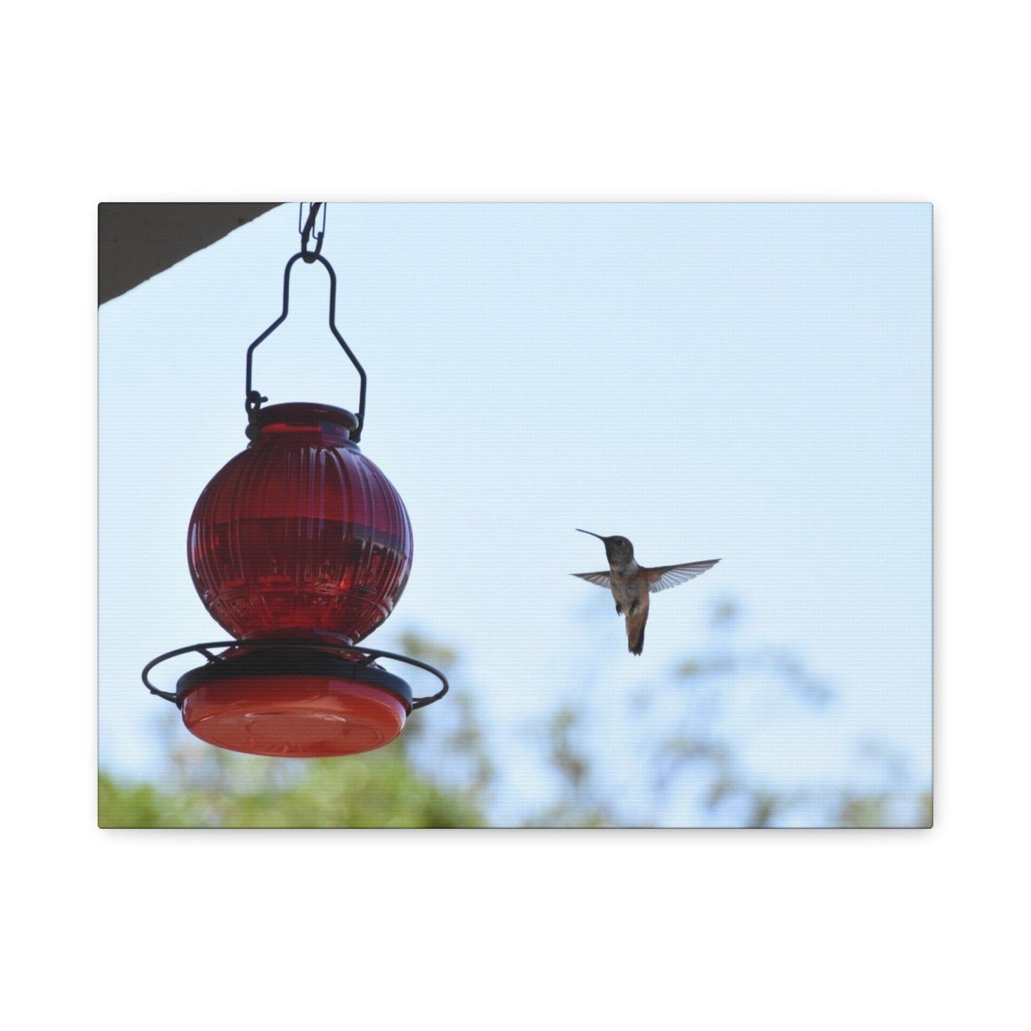 Hummingbird & Red Feeder Matte Canvas Wall Art